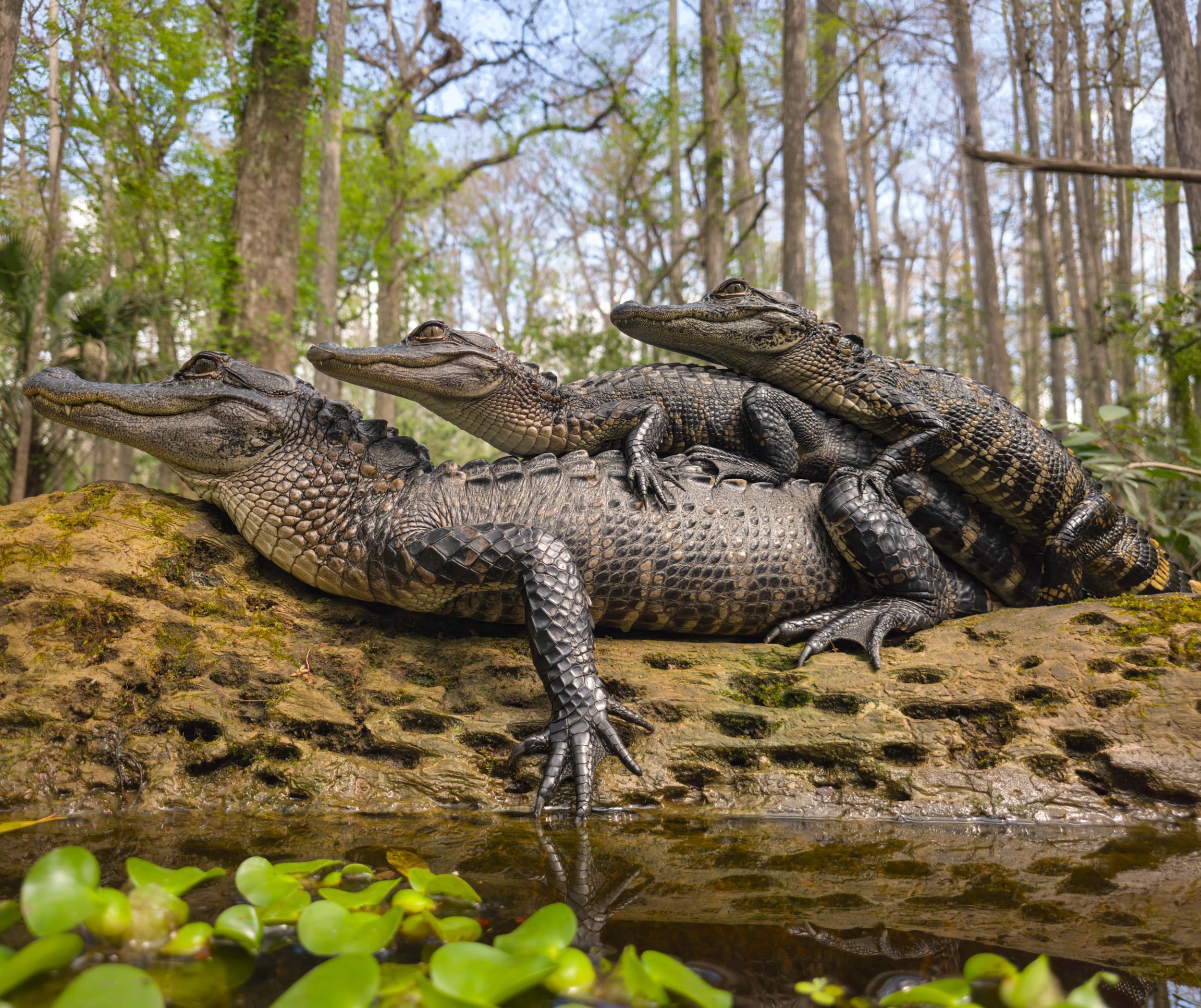 Three young alligators rest on top of an adult alligator on a mossy log by the water in a swamp, surrounded by trees and green plants.
