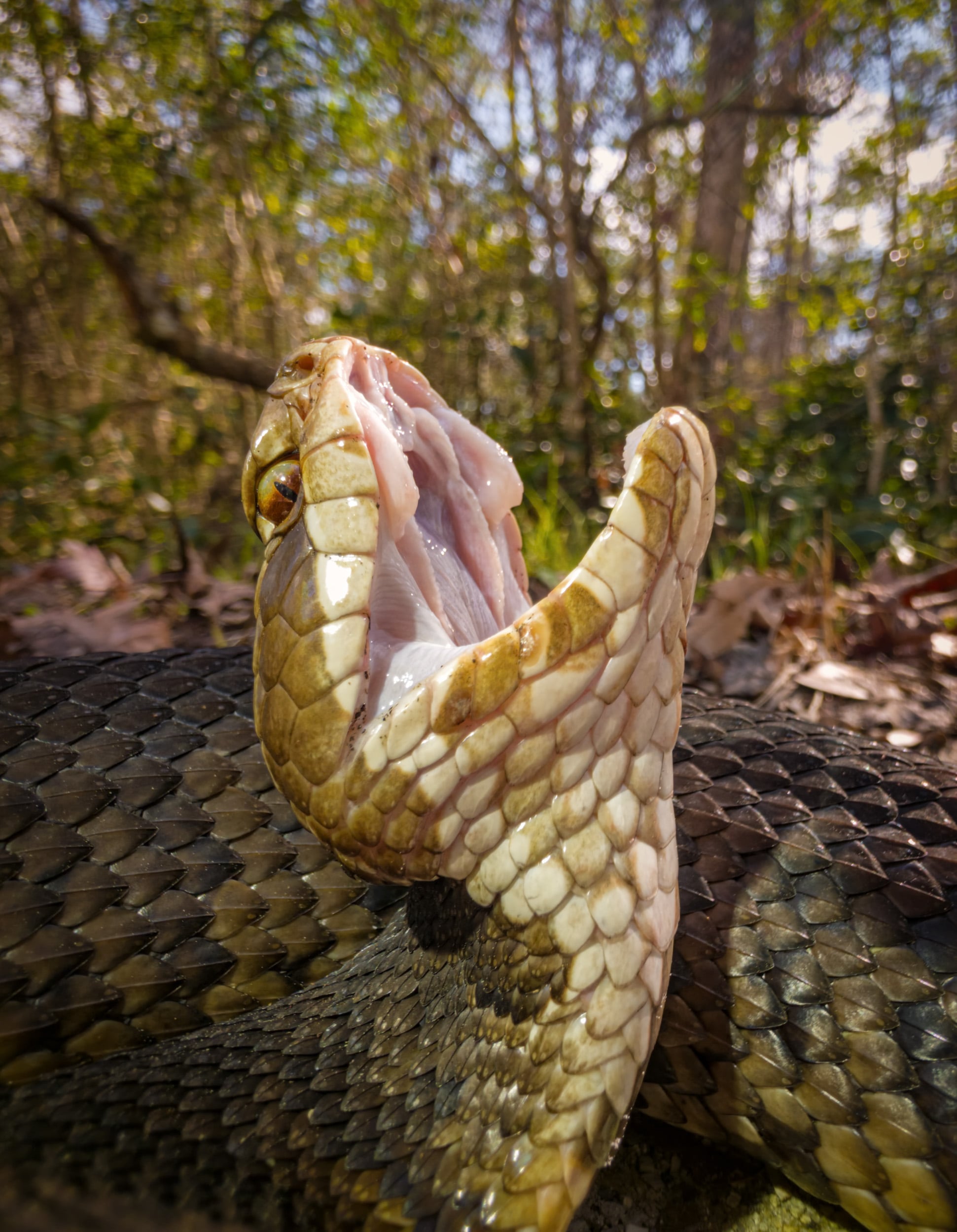 A close-up of a snake with its mouth wide open, showing its fangs and pink interior, in a forest setting with sunlight filtering through the trees in the background.