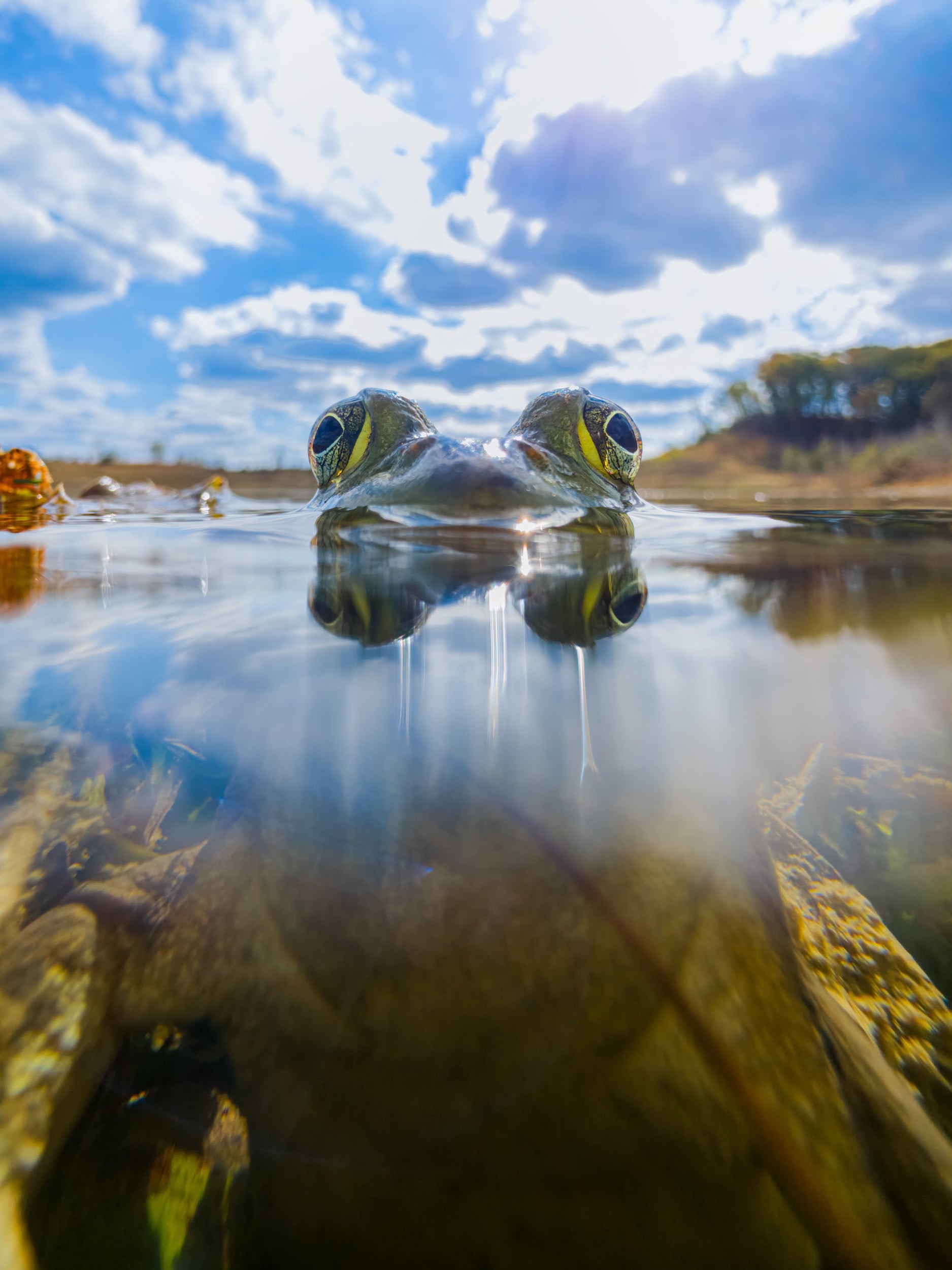 Close-up of a frog partially submerged in water, with only its eyes and top of its head visible above the surface. The sky is bright and partly cloudy, and trees are seen in the distant background.