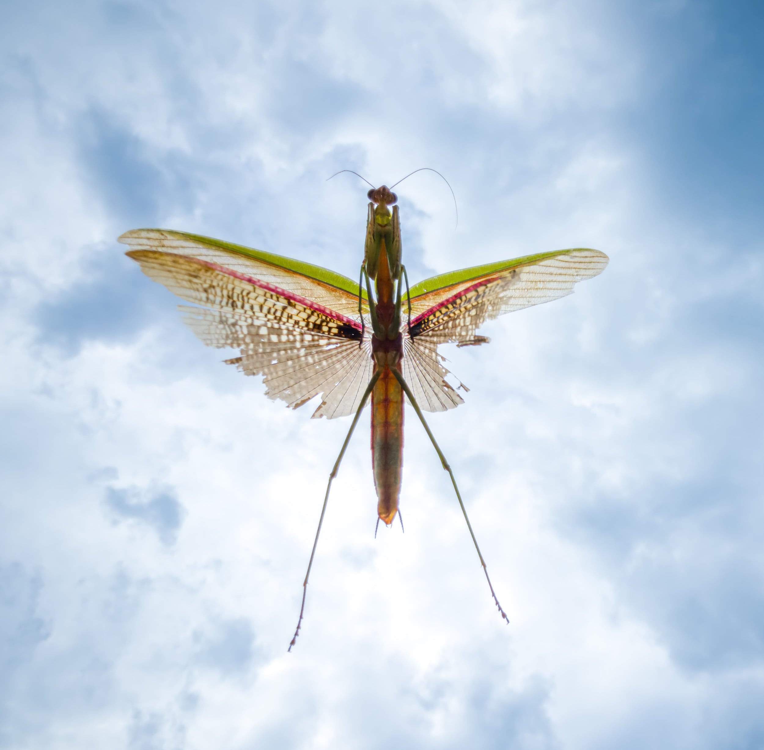 A close-up view from below of a grasshopper with partially tattered wings, set against a bright, cloudy sky.