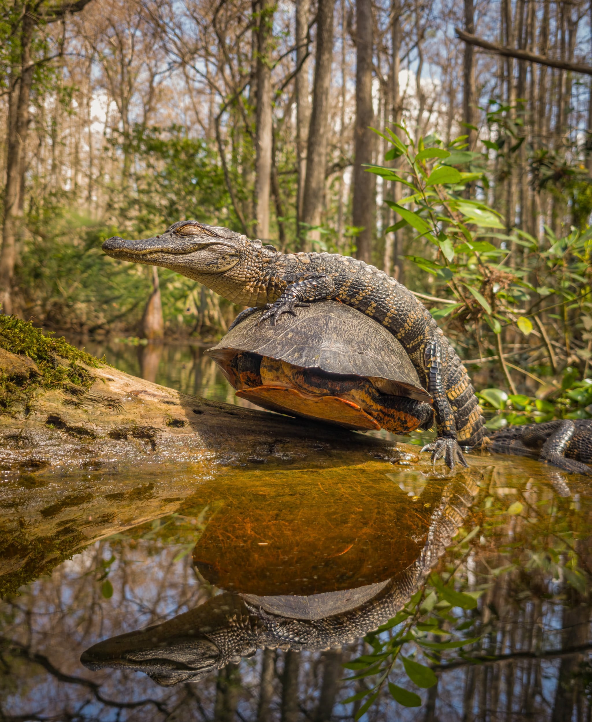 A young alligator rests with its body draped over the shell of a large turtle on a log in a forested swamp, with their reflections visible in the water below.
