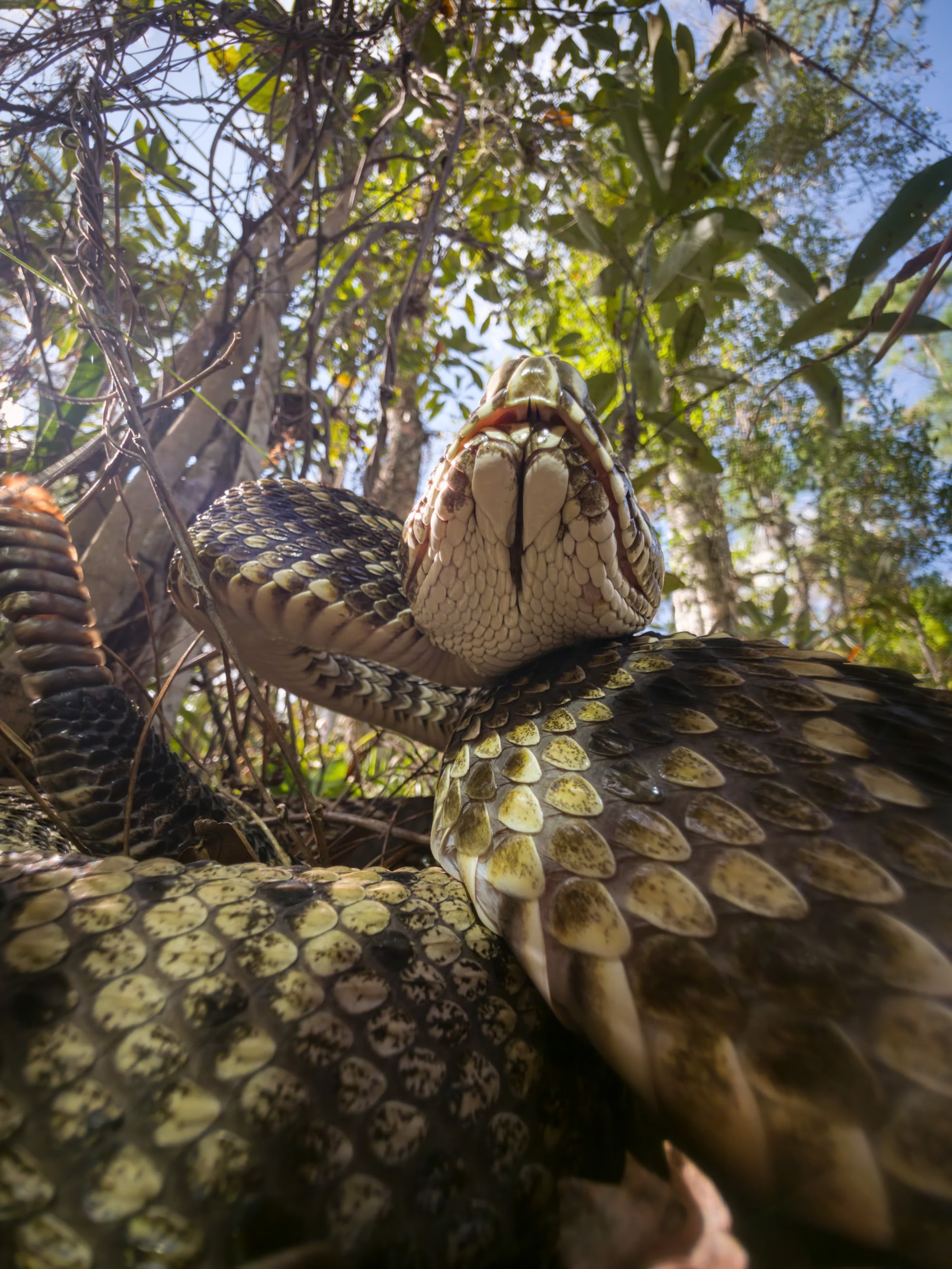 Close-up of a large snake, possibly a python, coiled with its head raised and mouth slightly open, set in a dense, sunlit forest with green leaves and branches visible above.