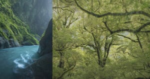A river with turquoise water flows through a steep, moss-covered canyon on the left, while dense, lush green forest trees with hanging moss fill the scene on the right.