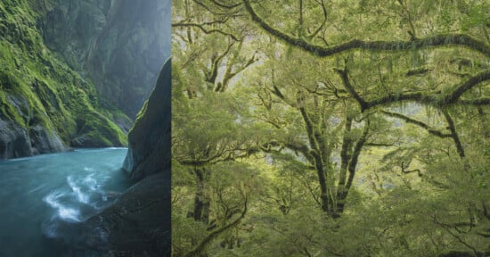 A river with turquoise water flows through a steep, moss-covered canyon on the left, while dense, lush green forest trees with hanging moss fill the scene on the right.