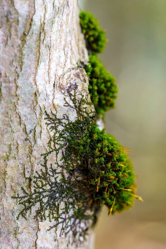 Close-up of a tree trunk with patches of green moss and lichen growing on the bark, showing texture and natural patterns in a forest setting. The background is blurred for emphasis on the moss.
