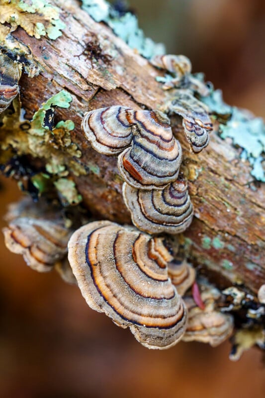 Close-up of shelf fungi with brown, tan, and gray concentric rings growing on a tree branch, surrounded by patches of green lichen. The background is softly blurred in warm tones.