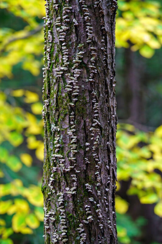 Close-up of a tree trunk with small, shelf-like fungi growing vertically along its bark, surrounded by a blurred background of green and yellow leaves.