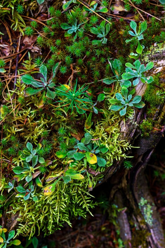 A close-up of a forest floor shows a mix of green moss, spiky plants, and small leafy vegetation growing over soil and decaying wood, creating a lush, natural texture.