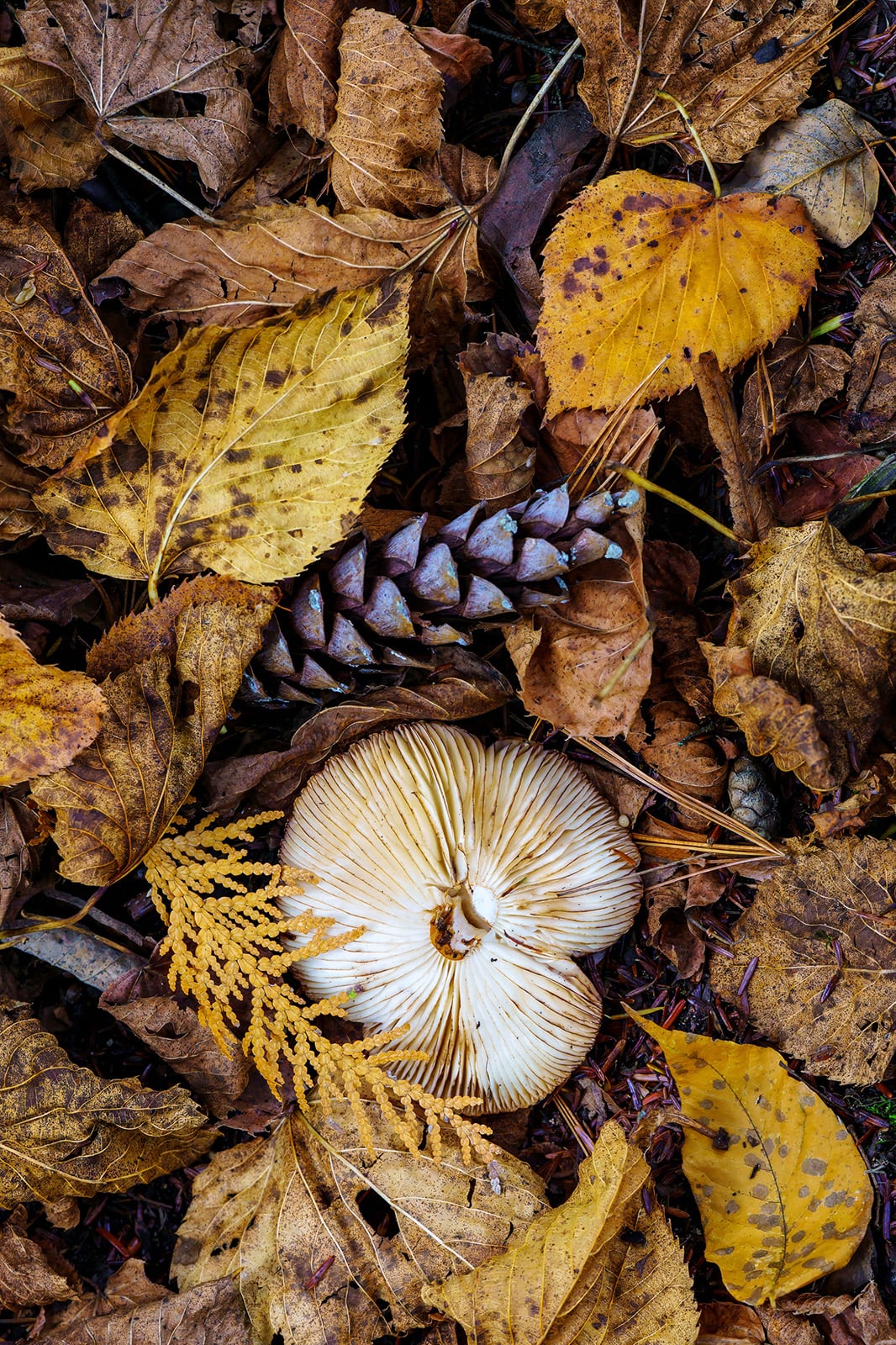 Easy Macro Photography Tips for Incredible Close-Up Photos | PetaPixel