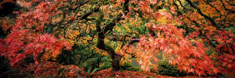 A twisted tree with vibrant red and orange autumn leaves stands in a lush forest, surrounded by colorful foliage and dappled sunlight.