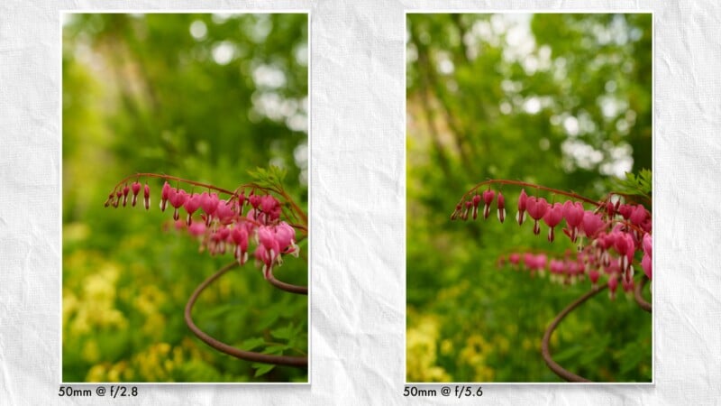 Side-by-side photos of pink bleeding heart flowers show different background blurs. The left image (f/2.8) has a blurrier background, while the right image (f/5.6) shows more detail in the green foliage behind.