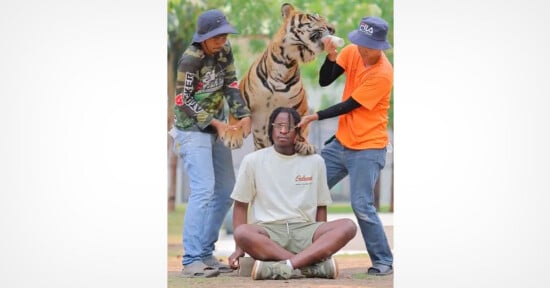 Two people in hats and casual clothes stand beside a tiger, gently holding its head and paw. A third person sits cross-legged on the ground in front of the tiger, looking calm. The scene is outdoors with greenery in the background.