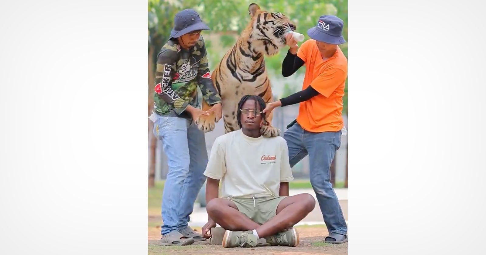 Two people in hats and casual clothes stand beside a tiger, gently holding its head and paw. A third person sits cross-legged on the ground in front of the tiger, looking calm. The scene is outdoors with greenery in the background.