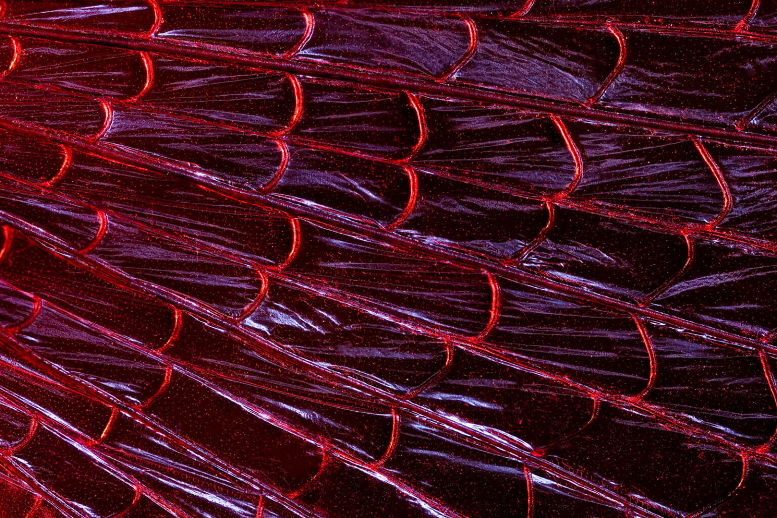 The Hidden World of Insect Wings Revealed by Macro Photographer | PetaPixel