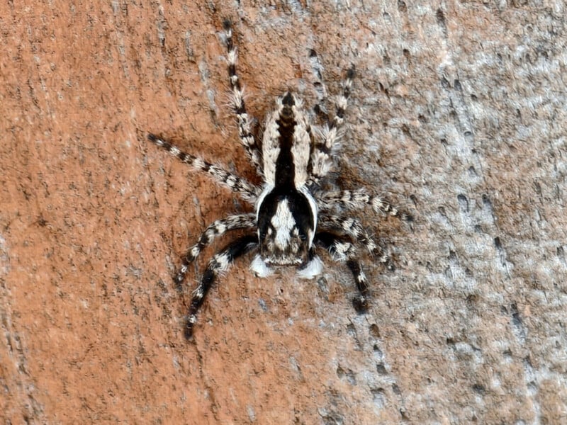 A close-up of a brown and white jumping spider with striped legs, resting on a textured, light brown surface that resembles tree bark.