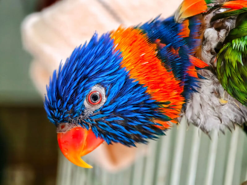 A close-up of a brightly colored parrot with vivid blue, orange, green, and yellow feathers, and a curved orange beak, perched near white metal bars.