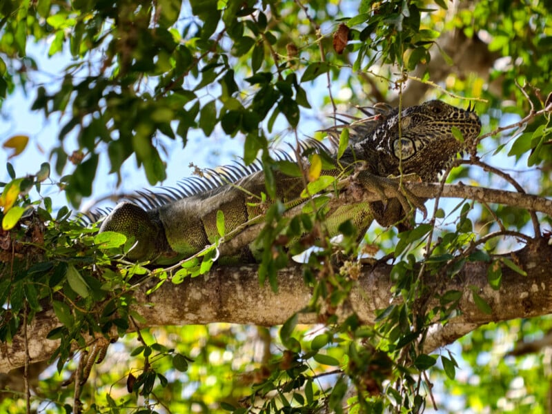 A green iguana rests camouflaged on a tree branch among dense green leaves, blending in with its natural surroundings under a bright blue sky.