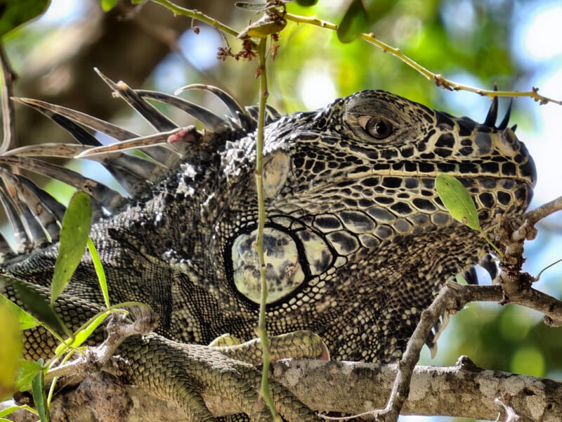 Close-up of an iguana resting on a tree branch, surrounded by leaves, with detailed scales and spines visible on its head and neck in natural sunlight.