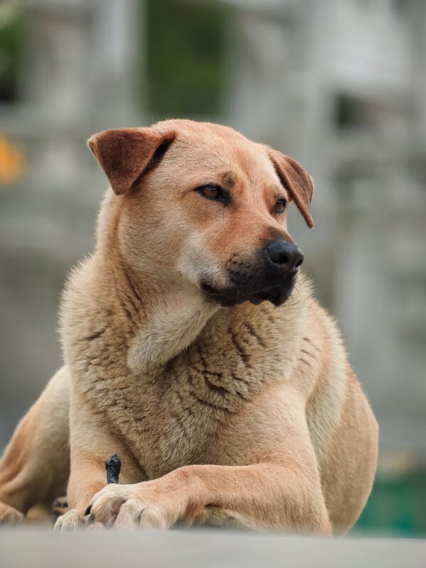 A tan dog with short fur lies down, looking to the side with a calm and relaxed expression. The background is blurred, drawing focus to the dog's face and posture.