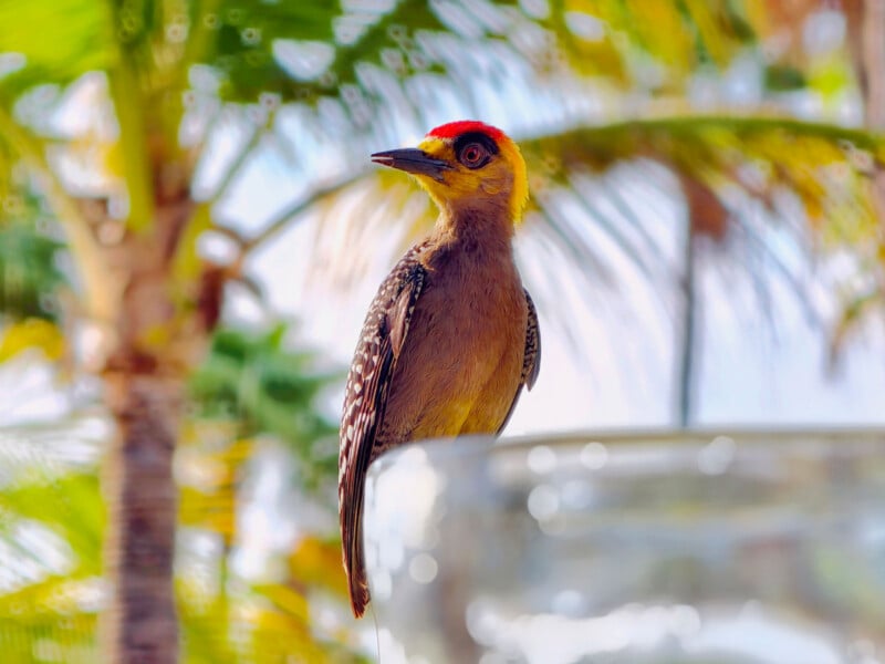 A woodpecker with a red and yellow head perches on a glass surface, with green palm trees and a bright, blurred background.