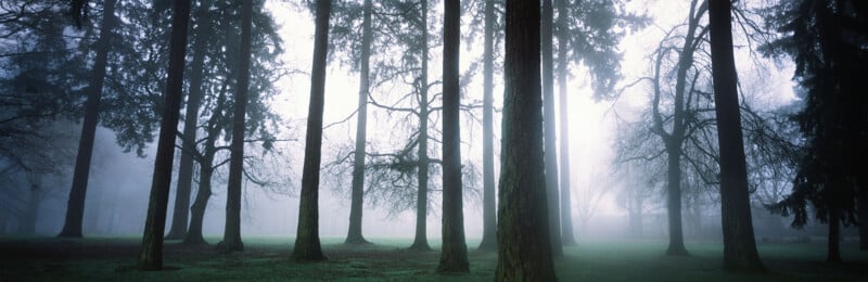 Tall trees stand in a misty forest park with sparse grass on the ground. The fog creates a dreamy, tranquil atmosphere, softening the background and silhouetting the bare branches against pale light.