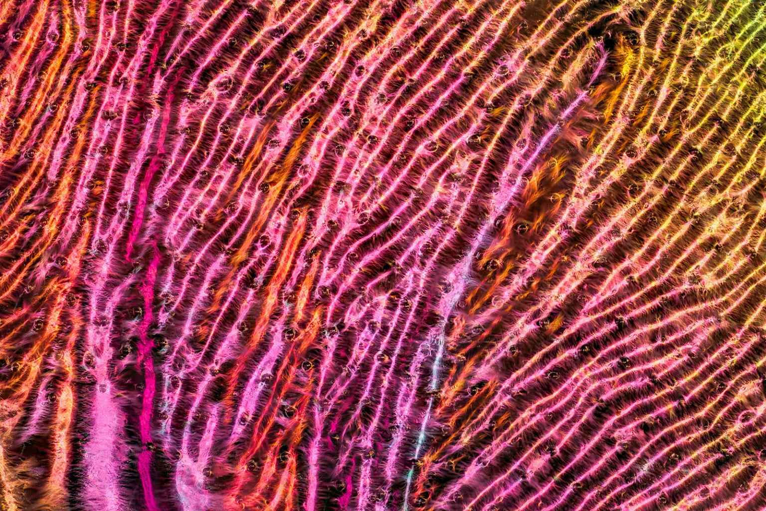 The Hidden World of Insect Wings Revealed by Macro Photographer | PetaPixel