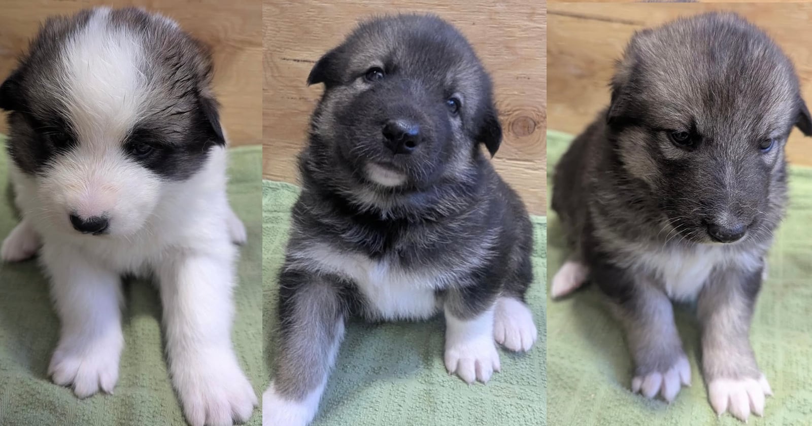 Three fluffy puppies sit on a green towel against a wooden background. The left puppy is white with brown patches, the middle and right puppies are gray with white markings on their chests and paws.
