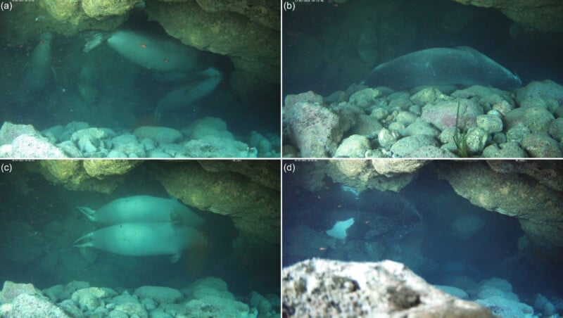 Four underwater images show seals resting or swimming among rocks and in small caves on the seafloor. The water is slightly murky, and the rocky environment is dimly lit.