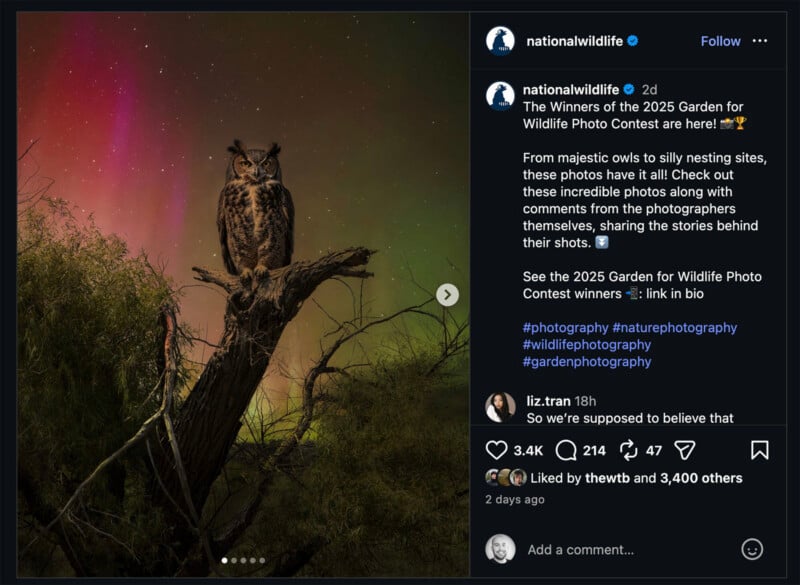 A great horned owl perches on the bare branch of a tree at night, under a star-filled sky with a gradient of colors from red to green and purple.