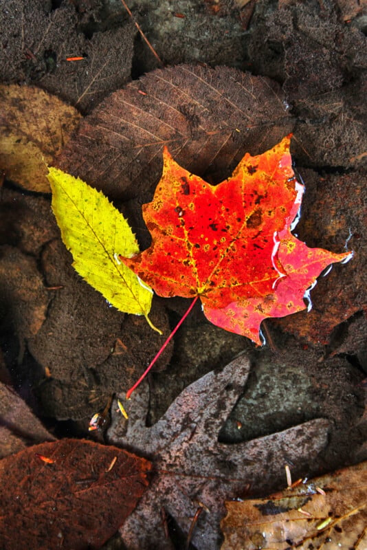 Two colorful autumn leaves, one bright red-orange and the other yellow, rest on a dark, wet ground with brown fallen leaves beneath them.