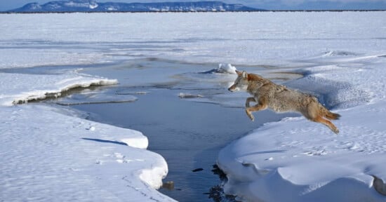 A coyote leaps across a narrow, icy stream surrounded by snow, with a snowy landscape and distant mountains in the background.