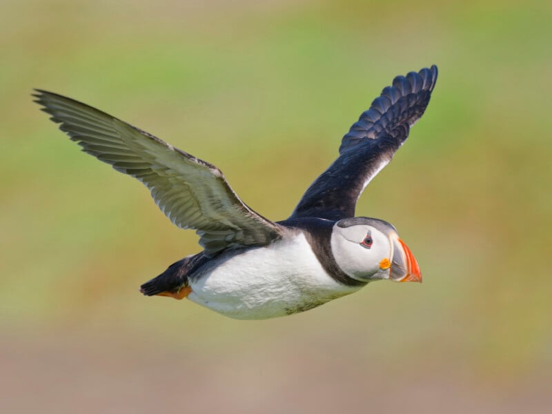 An Atlantic puffin with a colorful beak and black and white plumage is captured in mid-flight against a blurred green background.