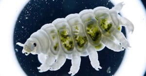 Close-up image of a white tardigrade, also known as a water bear, with greenish internal structures visible, floating against a dark background with scattered light spots.