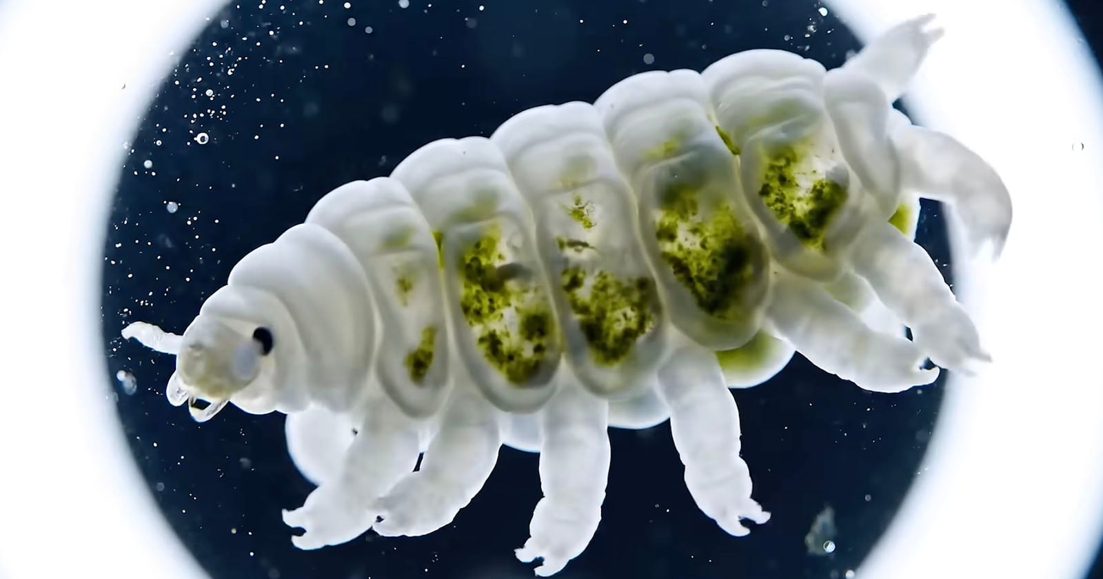 Close-up image of a white tardigrade, also known as a water bear, with greenish internal structures visible, floating against a dark background with scattered light spots.
