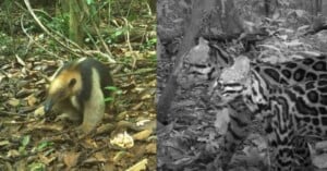 A split image showing a giant anteater on the left in a green forest, and two ocelots walking together on the right in a black-and-white forest scene.