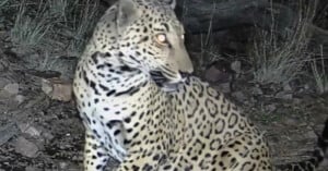 A leopard sits on the ground at night, turning its head to groom its back. The animal's eyes reflect the camera flash, and its spotted coat is clearly visible against the natural background.