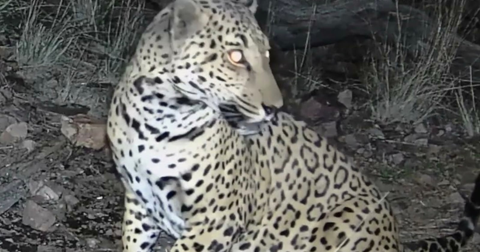 A leopard sits on the ground at night, turning its head to groom its back. The animal's eyes reflect the camera flash, and its spotted coat is clearly visible against the natural background.
