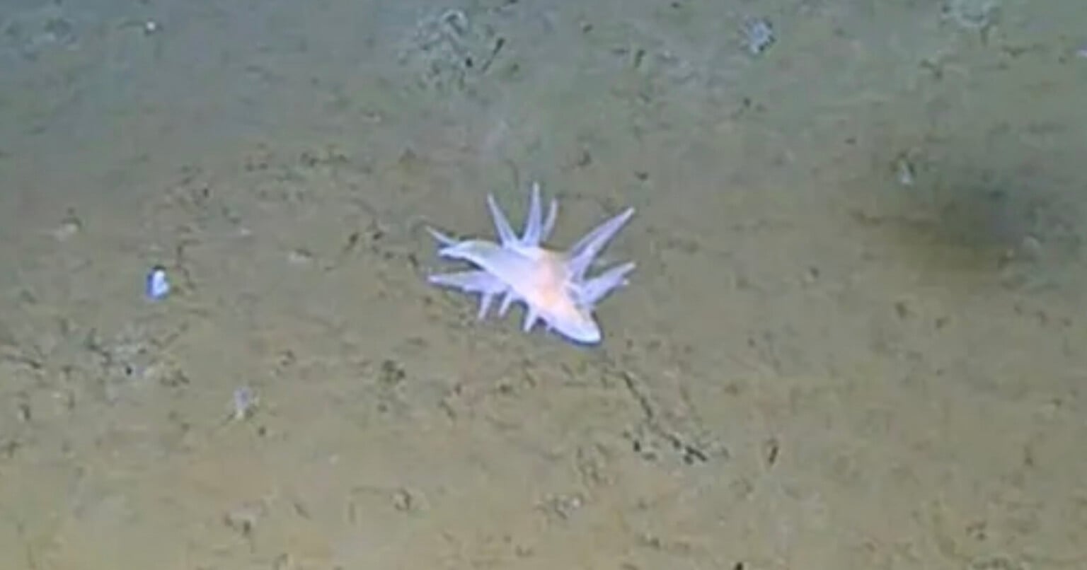 Deep-Sea Cameras Off Japan Film Mysterious Floating Creature Scientists ...