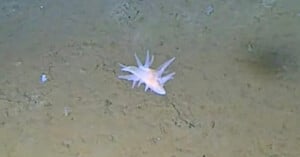 A pale, soft-bodied sea creature with multiple spiky appendages crawls along the muddy ocean floor.