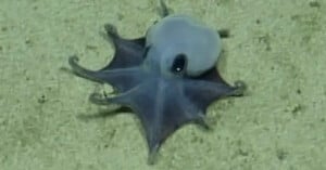 A small, pale purple Dumbo octopus with large fins and webbed arms rests on a sandy ocean floor.