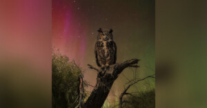 A brown owl with prominent ear tufts perches on a tree branch at night, surrounded by greenery, with a colorful sky of stars and aurora borealis in the background.