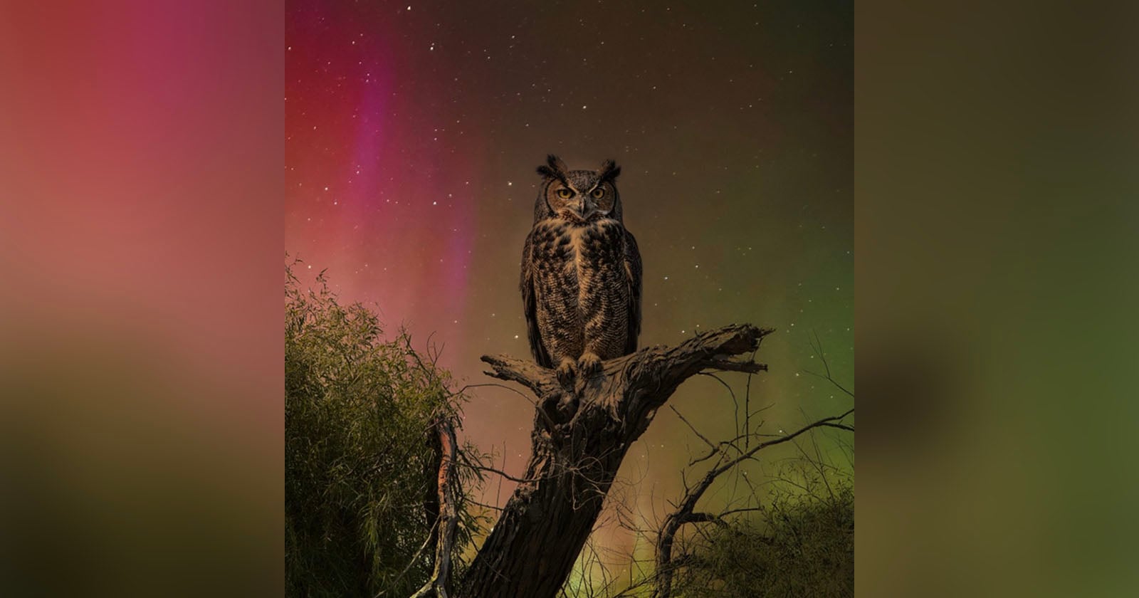 A brown owl with prominent ear tufts perches on a tree branch at night, surrounded by greenery, with a colorful sky of stars and aurora borealis in the background.