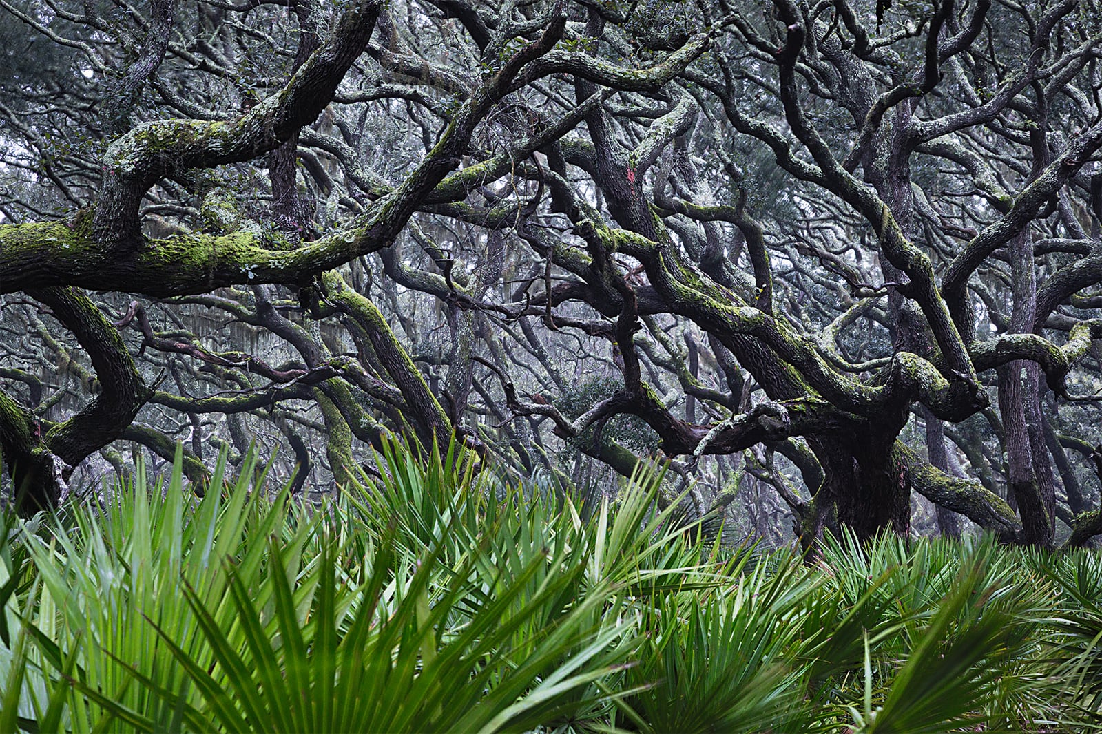 A dense forest scene with thick, twisted tree branches covered in moss arching overhead and lush green palm fronds covering the ground in the foreground.