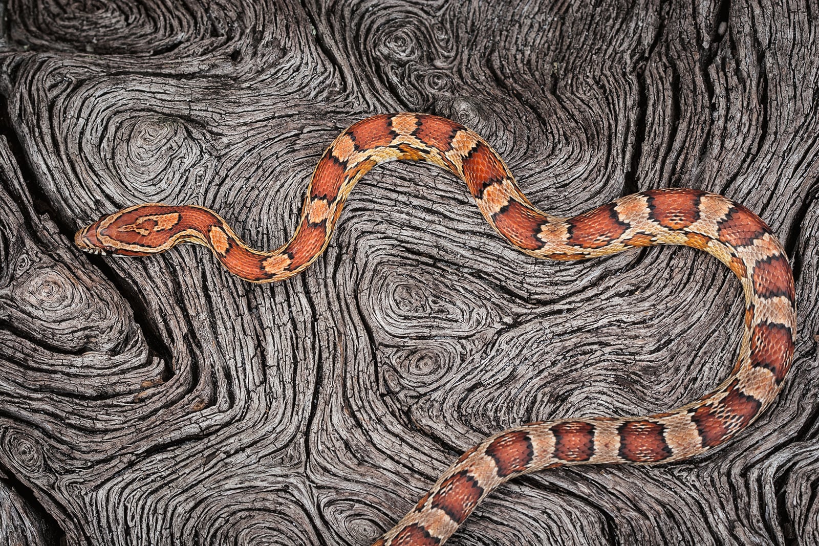 A red and orange corn snake slithers across textured, weathered gray wood with swirling grain patterns, creating a striking contrast between the snake's vibrant colors and the rustic background.