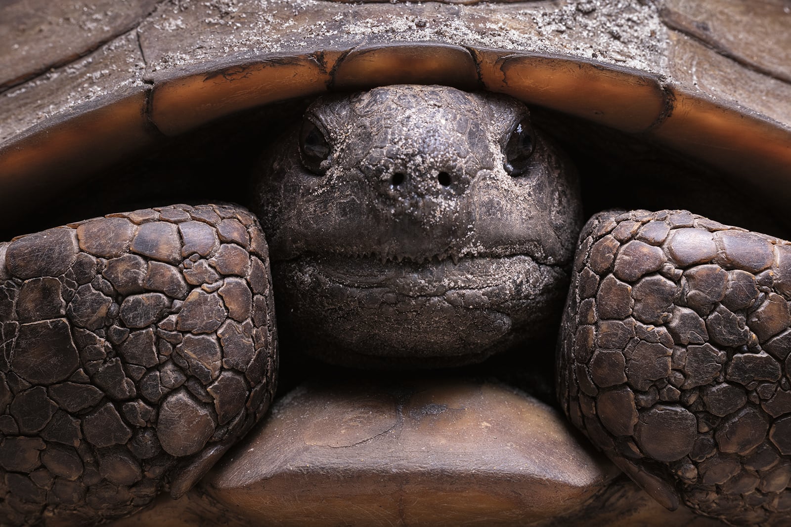 Close-up of a tortoise’s face partially hidden inside its shell, with rough, textured skin and large, scaly legs visible. The tortoise appears calm, nestled securely within the shell.