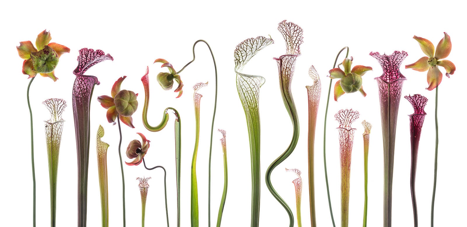 Tall, colorful pitcher plants with green and purple veined tubes and frilled tops stand against a white background, displaying various shapes and sizes. Some have curved stems and unique, intricate flower heads.