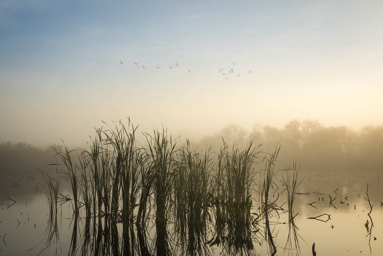 Tall reeds stand in calm, misty water at sunrise with soft yellow and blue sky. Trees are faint in the background, and birds fly in a V-formation above the tranquil wetland scene.