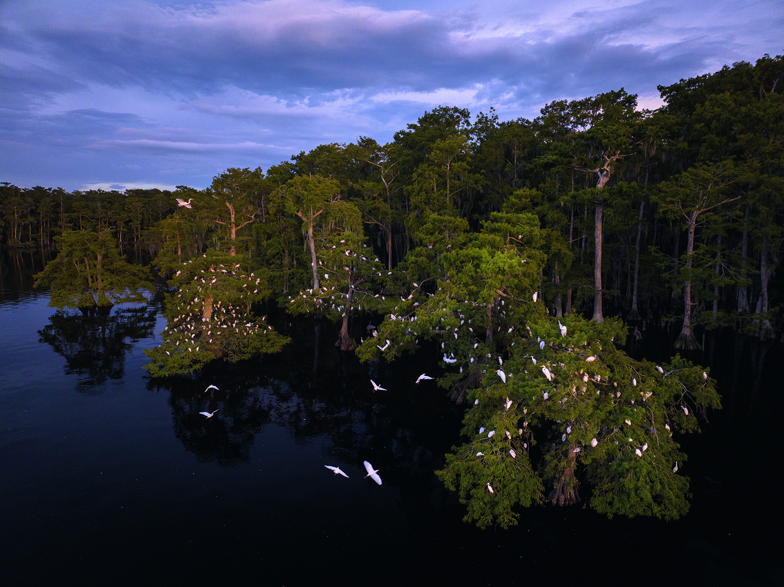 Aerial view of a dense cypress swamp at dusk, with dozens of white birds perched and flying among the trees, reflected in the dark water below, under a cloudy purple-blue sky.