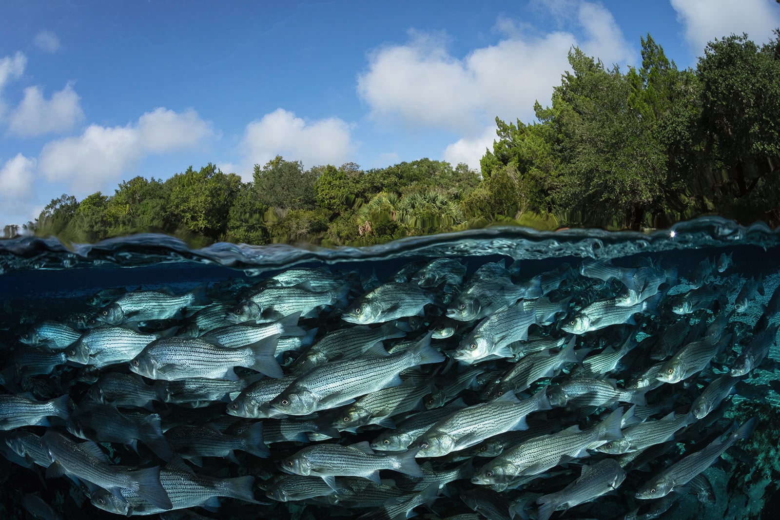 A split-view photo showing a dense school of fish underwater with a lush green forest and blue sky with clouds above the waterline.