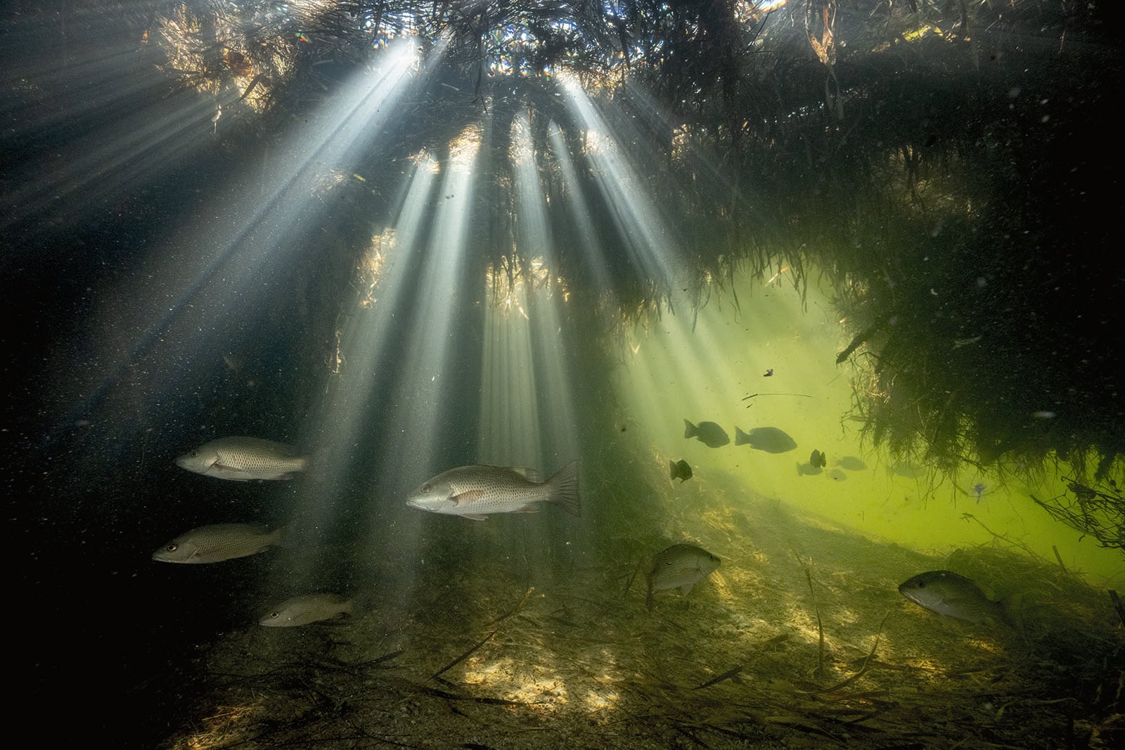 Sunbeams filter through underwater vegetation, illuminating fish swimming in a vibrant, greenish aquatic environment with floating plants and algae above.